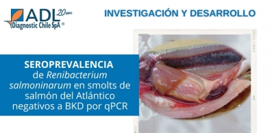 Seroprevalencia de Renibacterium salmoninarum en smolts de salmón del Atlántico negativos a BKD por qPCR